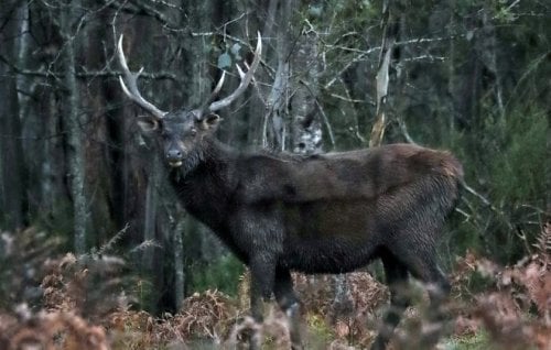 Image for article: The real problem with feral deer