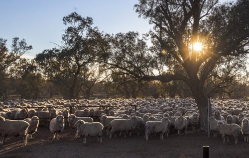 Image for article: How Woolmark lost its lustre