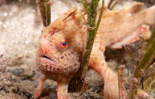 Image for article: Endlings