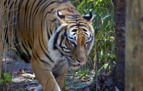 Image for article: Pacing