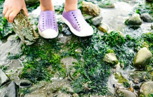 Image for article: Sea hare