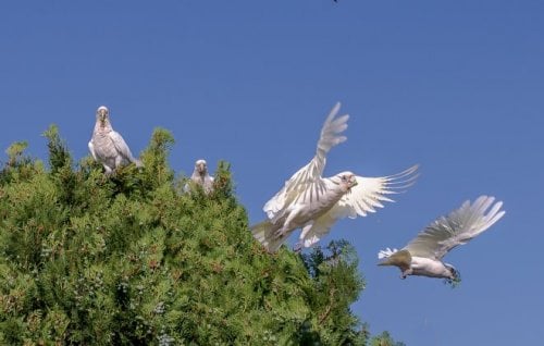 Image for article: The cull