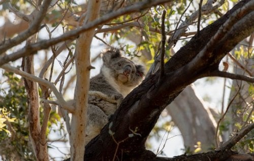 Image for article: Starvation threatens koalas on French Island