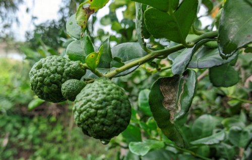 Image for article: The shortest day