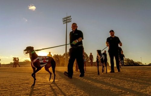 Image for article: Tasmania’s greyhound racing pledge sparks national debate