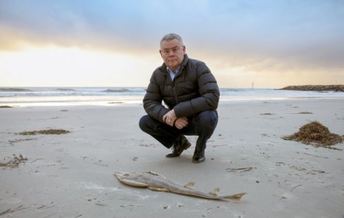 Murray Watt beside a shovel nose shark washed on the beach.