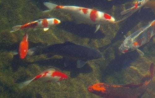 Image for article: Three poems