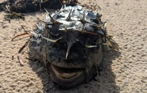 Image for article: ‘Swimming in a graveyard’: SA’s algal bloom disaster spreads