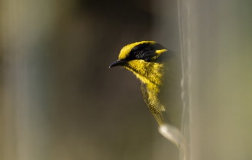 A helmeted honeyeater.