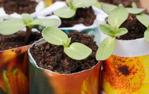 Image for article: Prime time for seedlings as new growth beckons