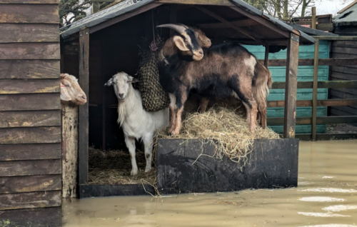 Image for article: The flood goats